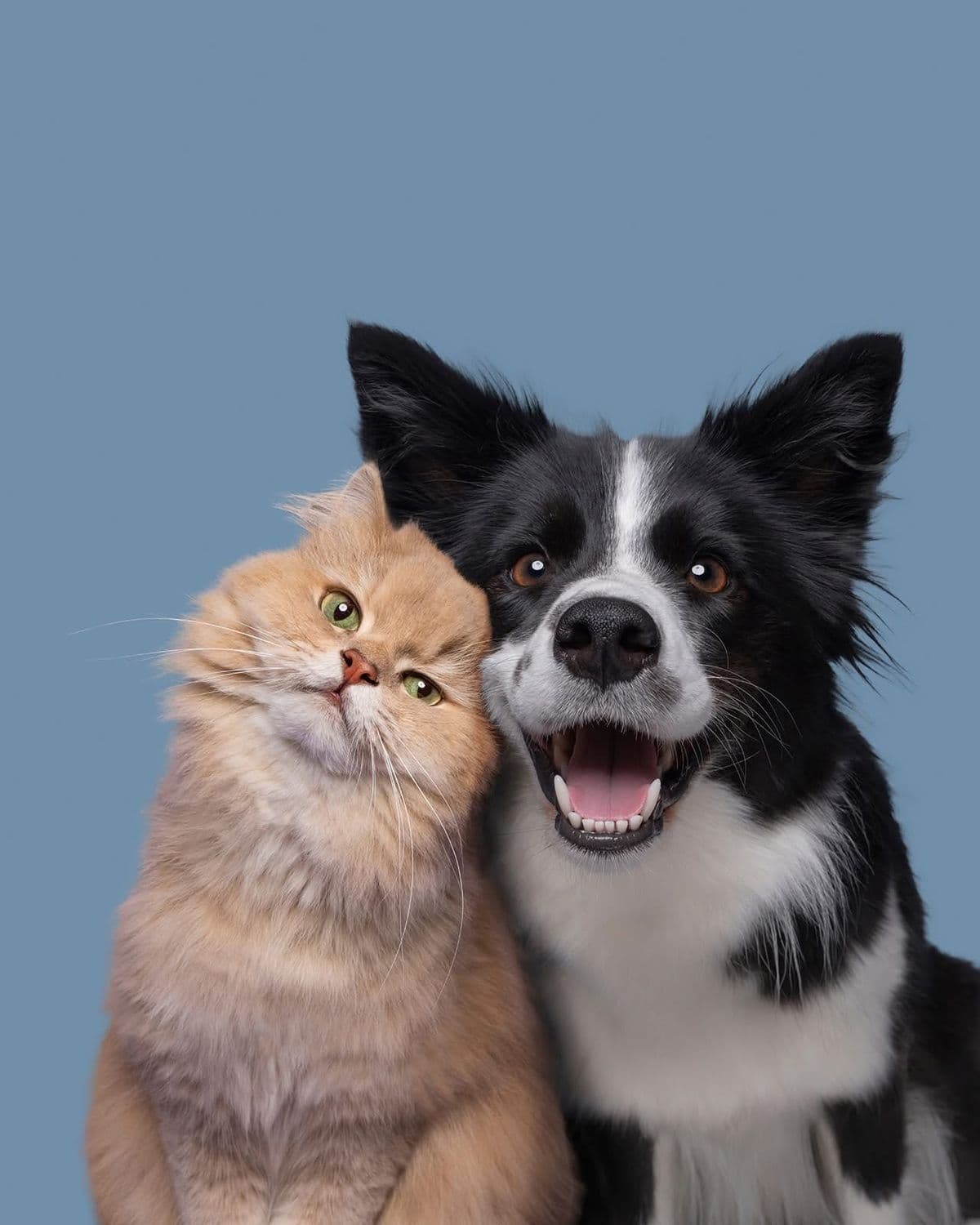 Multiple pets in the photo
