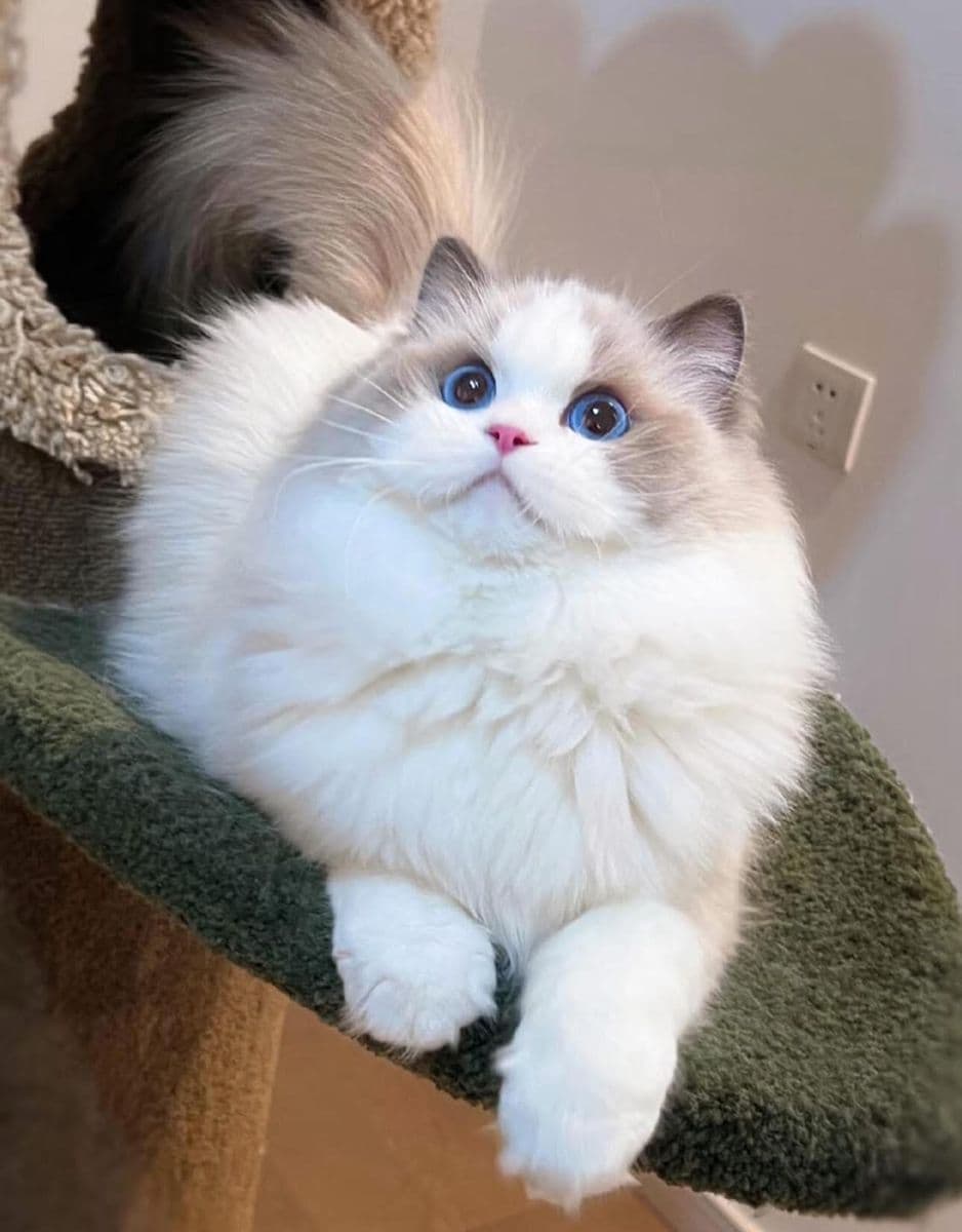 Awkward angle, pet partially hidden