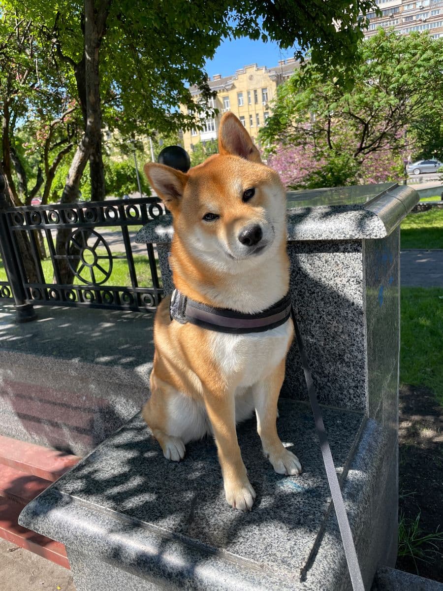 Clear face, single pet