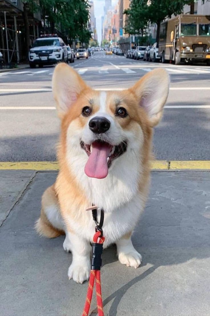 Looking at the camera